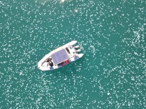 İ̇srail Kıyılarında Dev Denizanası Sürüsü Görüldü