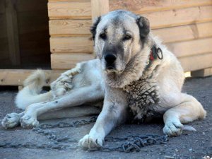 Kangallar İ̇sviçre’de Gündem Oldu, Uzmanı İddiaları Reddetti