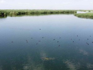 Ağrı Dağı Milli Parkı Yosun Tutmaya Başladı