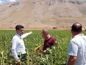 Elbistan’da Yağlık Ayçiçeğinde Çayır Tırtılına Karşı Teyakkuza Geçildi