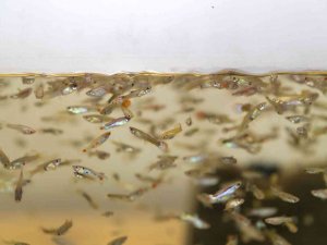 Sivrisinekle Mücadele İçin 37 Bin Balık Havuzlara Bırakıldı