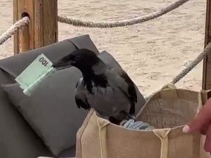 Antalya’da Karganın Çantadan Euro Hırsızlığı Gülümsetti