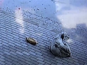 Başkasının Verdiği Ekmeği Yemedi, 45 Dakika İş Yeri Sahibinin Gelmesini Bekledi