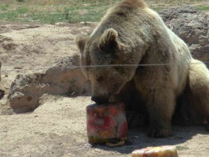 Hayvanların Sıcak Havada ‘Buz Kokteyli’ Keyfi