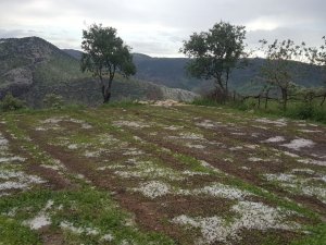 Siirtli Çiftçilere 1,5 Milyon Lira Yardım