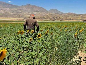 Adilcevaz’da Sulu Tarım