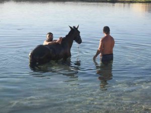 Şanlıurfa’da Sıcaktan Bunalan Atlar Fırat Nehrinde Serinletildi