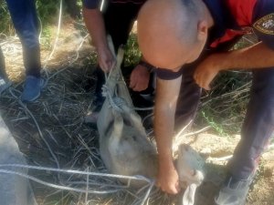 Su Kuyusuna Düşen Koyunun İmdadına İtfaiye Ekipleri Yetişti