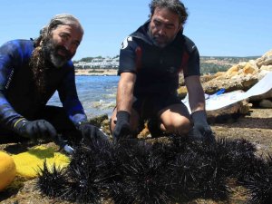 Akdeniz’de Dikenli Zehirli Deniz Kestanesi İstila Hızı Yüzde 108