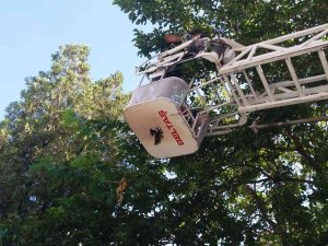 Tomarza’da Ayağı Sıkışan Kargayı İtfaiye Kurtardı