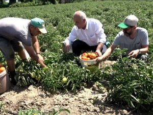 Bafra Ovası’nda Domates Hasadı Başladı