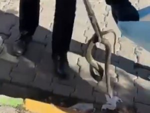 Aracın Motor Kısmına Giren Yılan İtfaiye Tarafından Çıkarıldı