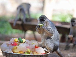 Antalya Hayvanat Bahçesi’nde Buzlu Meyveli, Fıskiyeli Serinlik