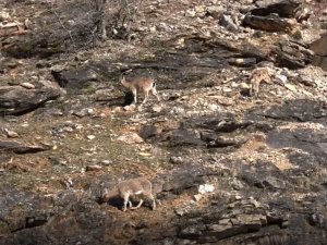 Tunceli’de Yaban Keçileri Görüntülendi