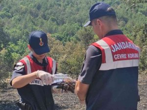 Yangından Kaçamayan Kaplumbağalar Böyle Kurtarıldı