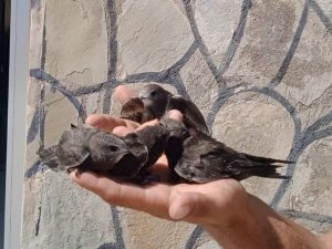 Tedavileri Tamamlanan Ebabil Kuşları Doğaya Bırakıldı