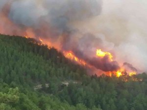 Kütahya’da Orman Yangını Çıktı