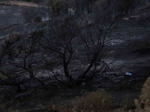 Akhisar’daki Orman Yangını Devam Ediyor