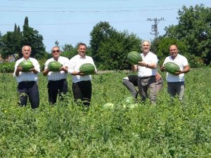 Türkiye’de Damakları Bafra Karpuzu Tatlandırıyor