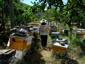 Arıcılar Hasat İçin Gün Sayıyor