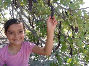 Mersin’de Hırsızlar Nedeniyle Keçiboynuzu Hasadına Bir Ay Önce Başlandı