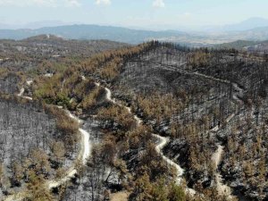 Orman Yangınlarına Keçiboynuzlu Tampon Bölge Önerisi