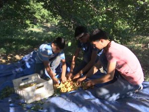 ’Sarı Altın’ Hasadında Çiftçinin Yüzü Gülüyor