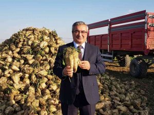 Sukkar, 530 Bin Ton Pancar Üretimi Hedefliyor