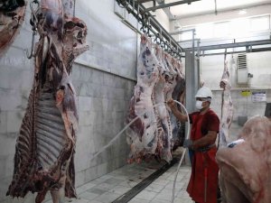 Büyükşehir Mezbahalarında 31,6 Milyon Kilo Kırmızı Et Üretildi