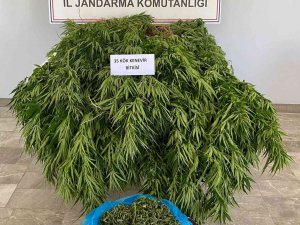 Orman Arazisinde Kenevir Yetiştirirken Yakalandı