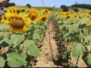 Ayçiçeği Çayır Tırtılı Zararlısına Karşı Mücadele Başladı