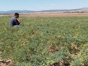 Aslanapa’da Aspir Ve Nohut Bitkisinde Hastalık Zararlı Kontrolleri