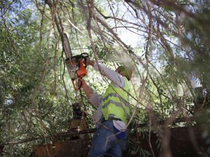 Kütahya’da Ağaç Bakım Çalışmaları