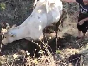 Çamura Saplanan İneği Vedaş Ekipleri Kurtardı