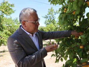 İ̇hraçlık Kayısı Hasadı Başladı