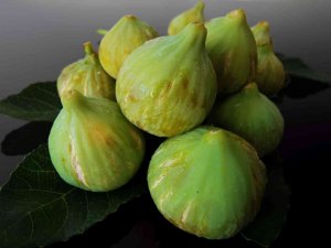 İ̇ncirde Hasat Ve İhracat Tarihi Belli Oldu