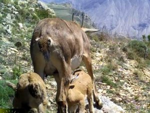 Anne Yaban Keçisi Yavrularını Emzirirken Görüntülendi