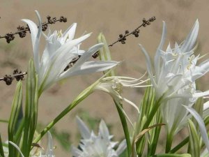 Kum Zambağını Koparan 109 Bin Lira Ceza Ödüyor