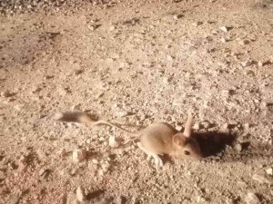 Elazığ’da Iucn’nin ’Kırmızı’ Listesinde Bulunan Arap Tavşanı Görüntülendi