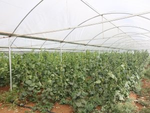 Eyyübiye Sera Kent’te Hasat Başladı