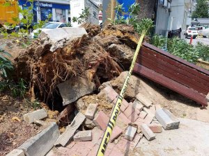 Bebek’te Asırlık Ağaç Yola Devrildi: 2 Kişi Yaralandı