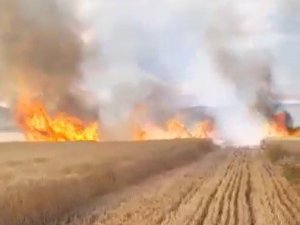 Tokat’ta, 30 Dönüm Buğday Tarlası Kül Oldu