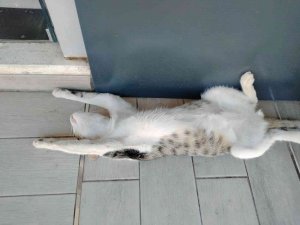 Sokak Kedisinin Sıcak Hava İle İmtihanı