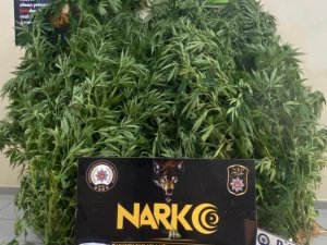Ektiği Kenevirlerle Birlikte Yakalandı