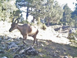 Yaban Keçileri Burdur’a Uyum Sağladı