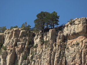 Kayalıkların Üzerinde Yetişen Ağaçlar Şaşkınlığa Neden Oluyor
