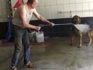 Bursa’da Sıcaktan Bunalan Köpek Böyle Serinletildi