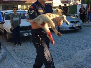 Elazığ’da Jandarma Ekipleri Minibüsün Çarptığı Köpek İçin Seferber Oldu