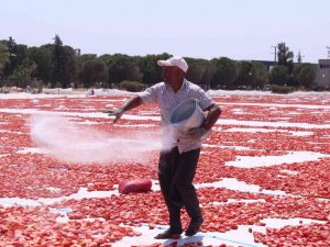Torbalı’nın "Kırmızı Altınları" Serildi