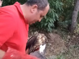 Yarlı Atmaca Tedavi Altına Alındı
